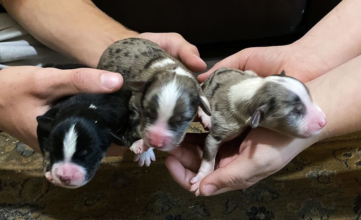 Miracle pups 2